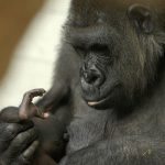 Un gorilla rifiuta di partorire, rivela un’ecografia scioccante ➤ Buzzday.info