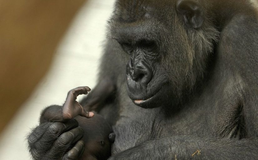A gorilla refuses to give birth, shocking ultrasound reveals ➤ Buzzday.info