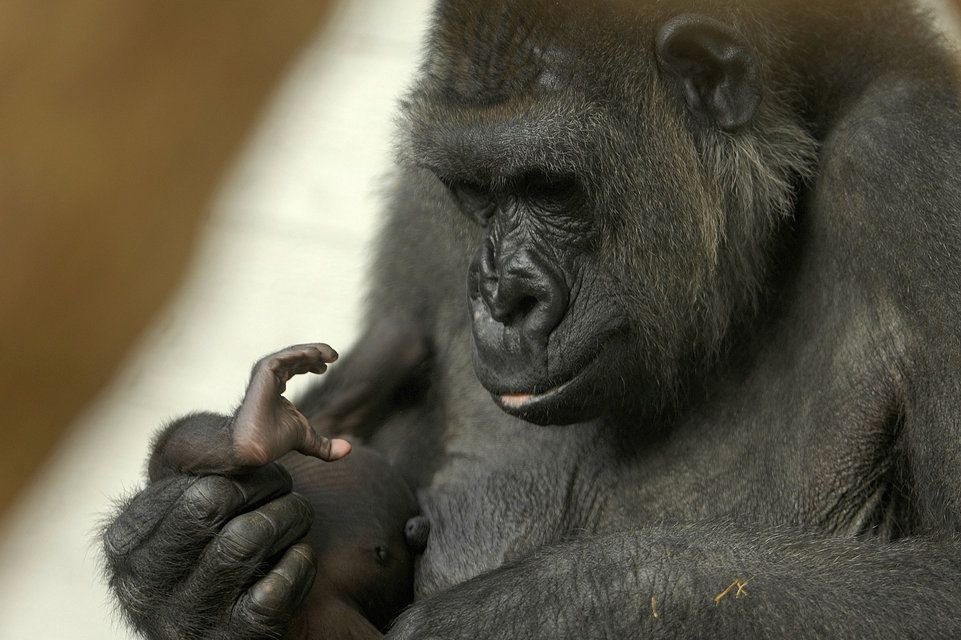 A gorilla refuses to give birth, shocking ultrasound reveals ➤ Buzzday.info