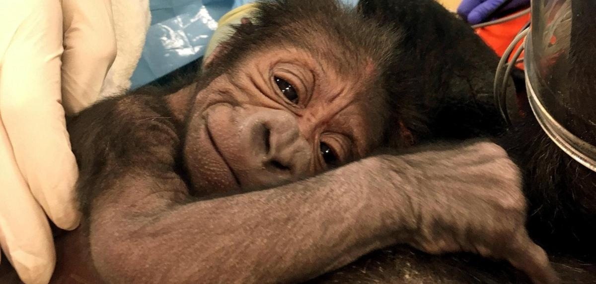 A gorilla refuses to give birth, shocking ultrasound reveals