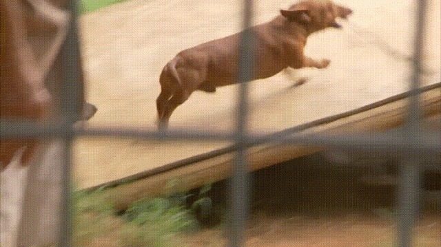 People threw a dachshund into a lion’s cage and could not predict its reaction