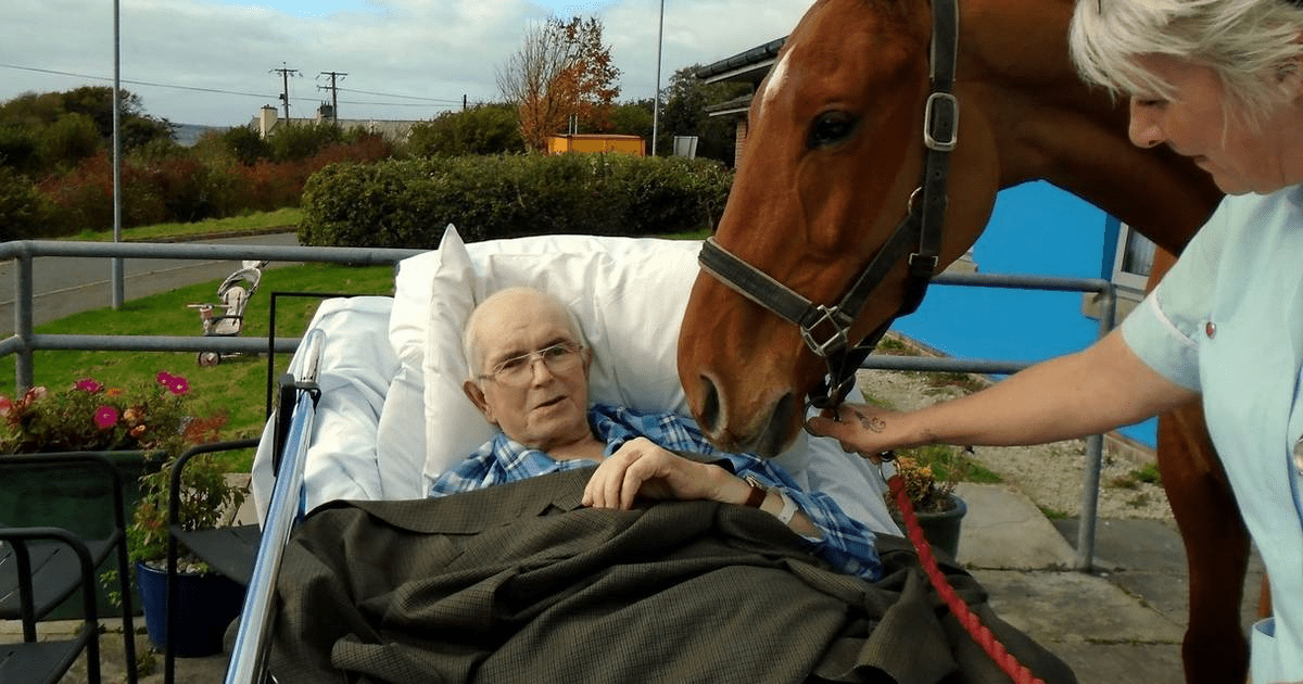 Horse Breaks Into Hospital – Nurse Brought to Tears