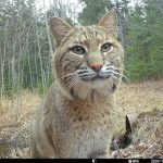 Amazing photos taken by trail cameras ➤ Buzzday.info