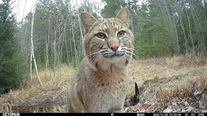 Amazing photos taken by trail cameras ➤ Buzzday.info