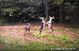 Amazing photos taken by trail cameras