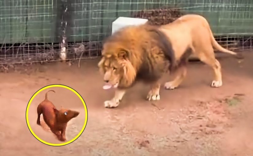 People threw a dachshund into a lion’s cage and could not predict its reaction ➤ Buzzday.info