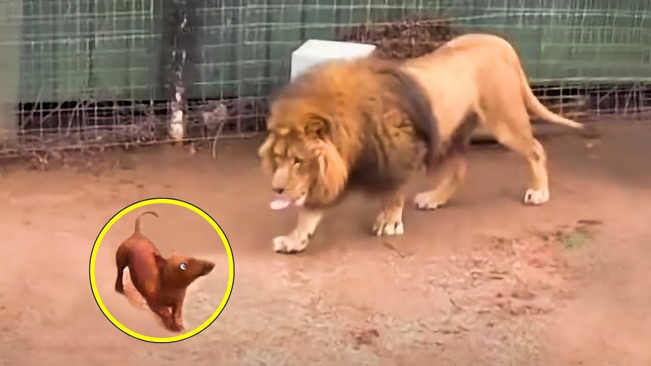 People threw a dachshund into a lion’s cage and could not predict its reaction ➤ Buzzday.info