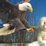 Đại bàng bắt chó con từ sân nhà – Những điều hàng xóm phát hiện sẽ khiến bạn kinh ngạc ➤ Buzzday.info