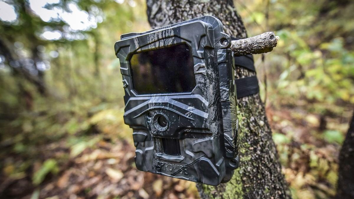 Amazing photos taken by trail cameras