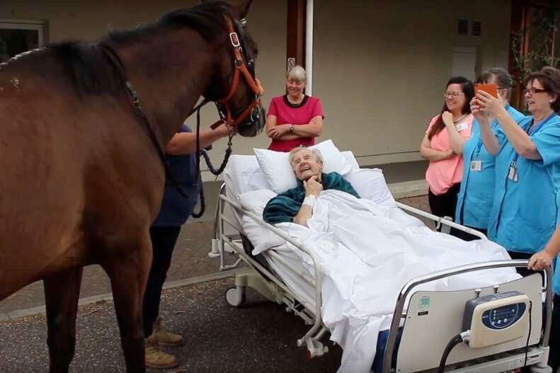 Horse Breaks Into Hospital – Nurse Brought to Tears