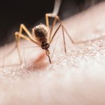 Țânțarii sunt atrași de persoanele cu această grupă sanguină ➤ Buzzday.info