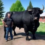 I Spent $6,500 on a Bull That Ignored My Cows ➤ Buzzday.info