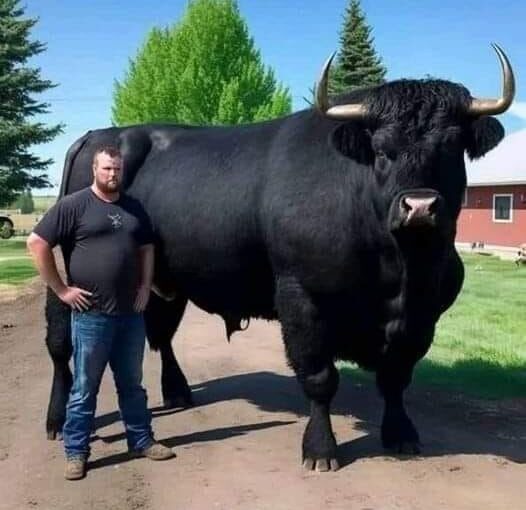 I Spent $6,500 on a Bull That Ignored My Cows ➤ Buzzday.info