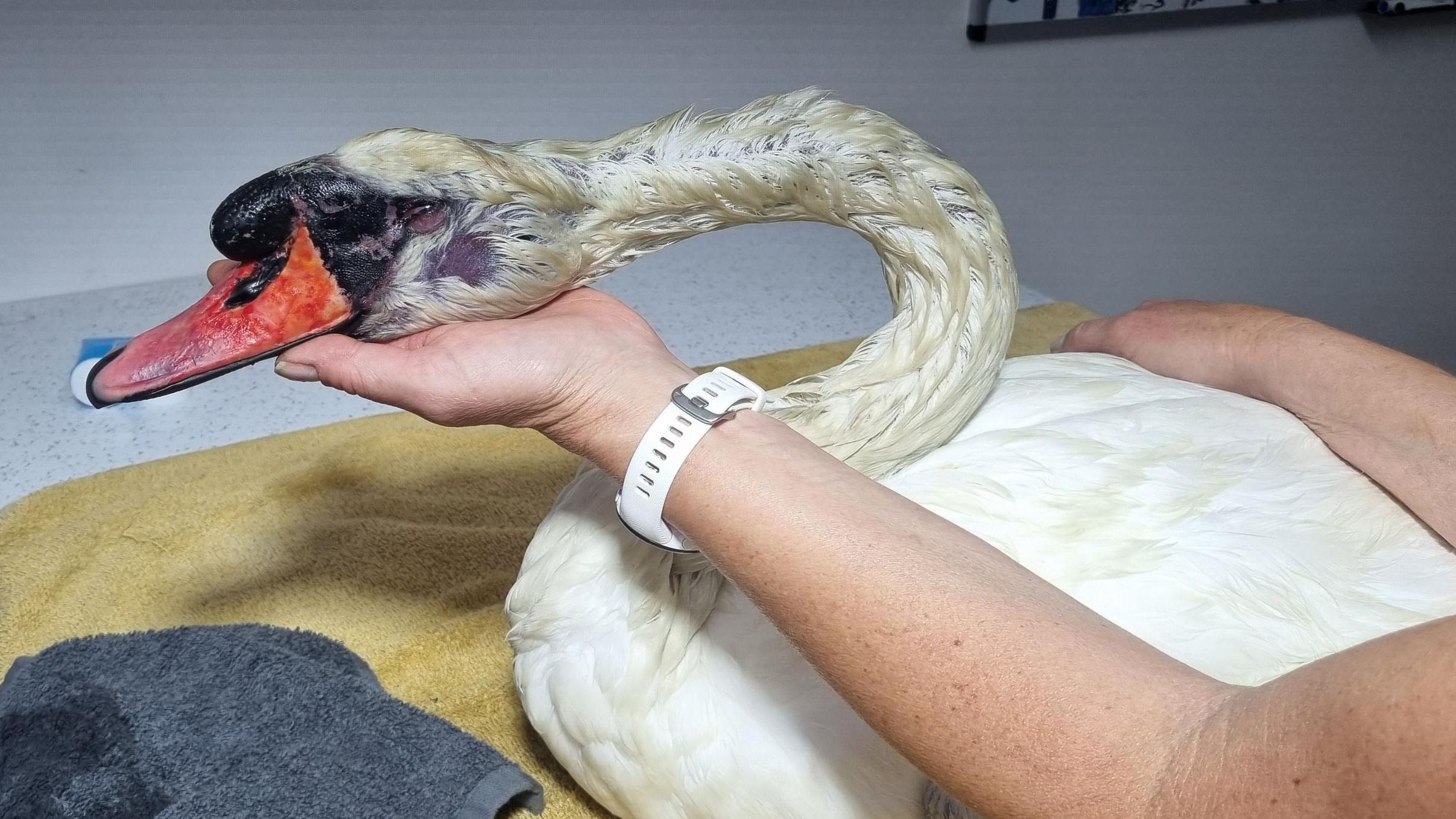 She Saved an Injured Swan—And Found So Much More