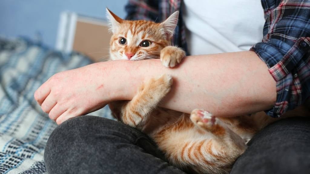 If a Cat Bites Its Owner, Here’s What It Means