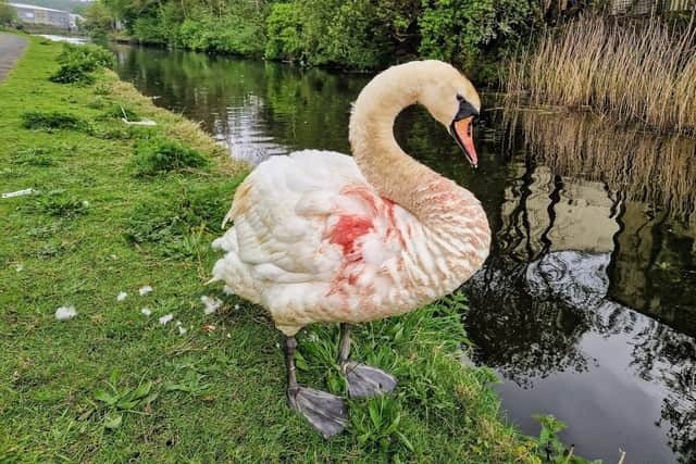 She Saved an Injured Swan—And Found So Much More