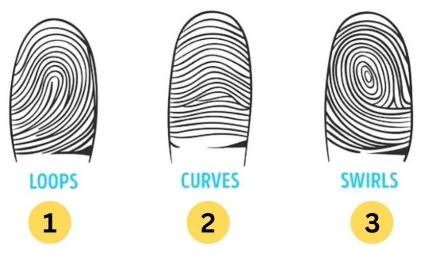 What does your fingerprint say about your destiny? ➤ Buzzday.info