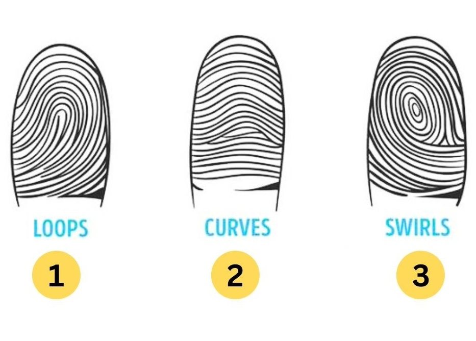 What does your fingerprint say about your destiny? ➤ Buzzday.info