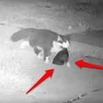 The owner was delighted! Just think of all the fantastic things his cat gets up to every day! ➤ Buzzday.info