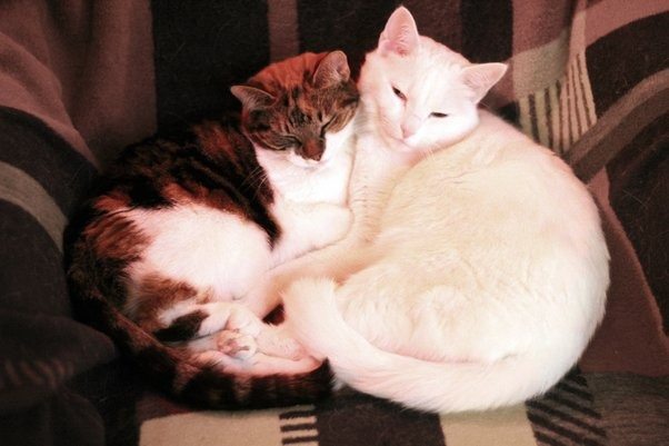 Cat Keeps Hugging Friend Before Being Put To Sleep – The reason behind it will make you go pale!