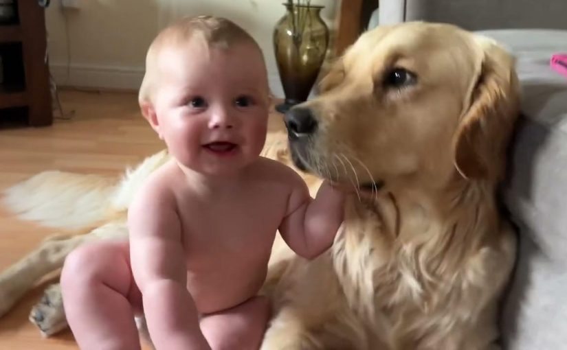 From Despair to Hope: A Golden Retriever’s Miracle ➤ Buzzday.info