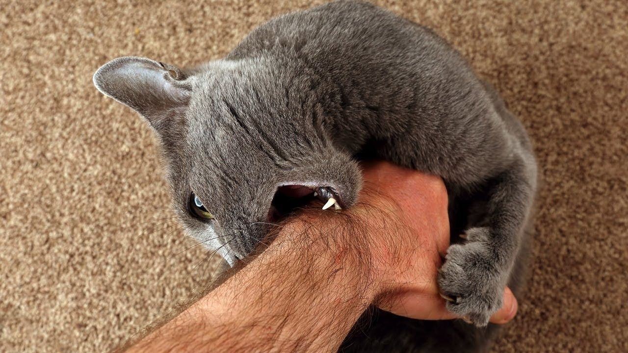 If a Cat Bites Its Owner, Here’s What It Means