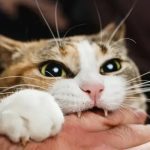If a Cat Bites Its Owner, Here’s What It Means ➤ Buzzday.info