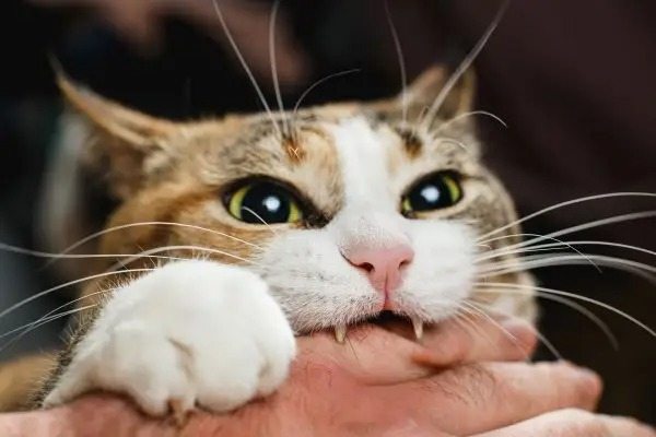 If a Cat Bites Its Owner, Here’s What It Means ➤ Buzzday.info