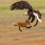 Un aigle emporte un renardeau hors du jardin – La découverte des voisins a choqué tout le monde ! ➤ Buzzday.info