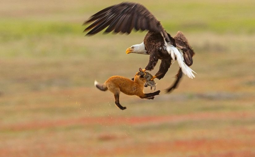 Un’aquila porta un cucciolo di volpe fuori dal giardino: la scoperta dei vicini ha sconvolto tutti! ➤ Buzzday.info