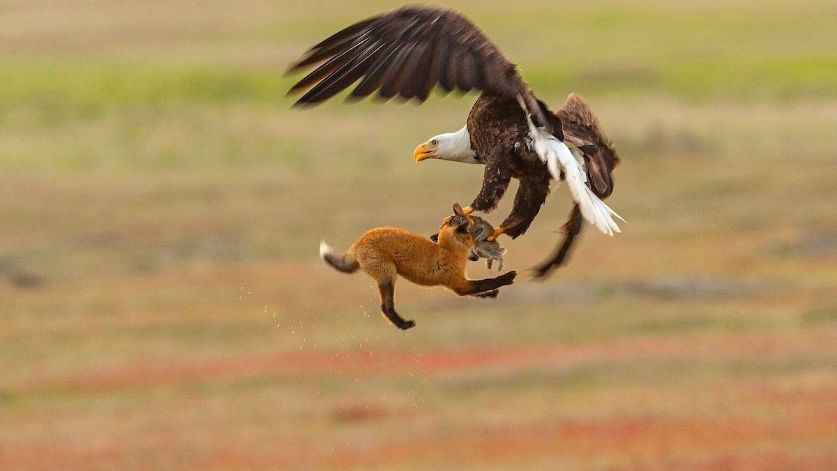 Eagle Carries Fox Cub Out of Yard – What Neighbors Discovered Shocked Everyone!