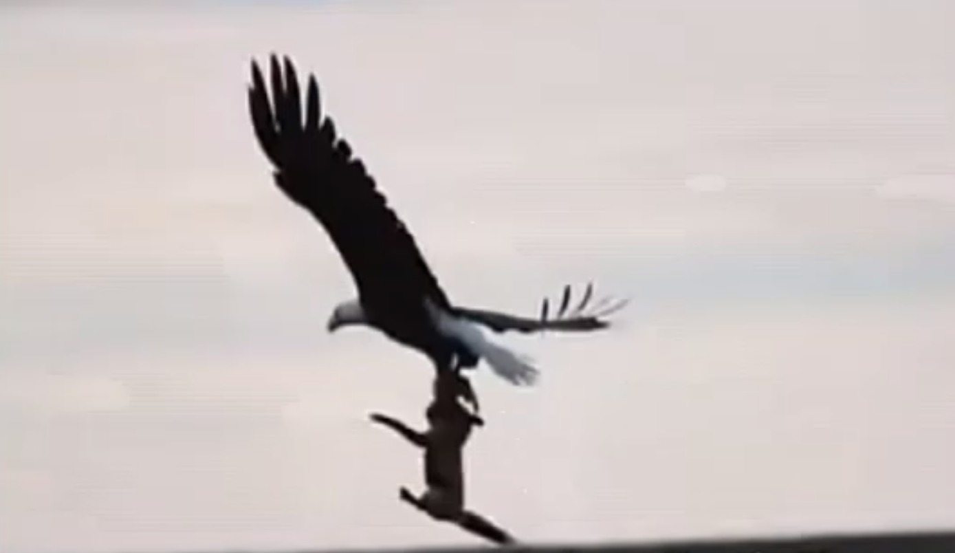 An eagle carried a rabbit out of the yard – what neighbors found shocked everyone!