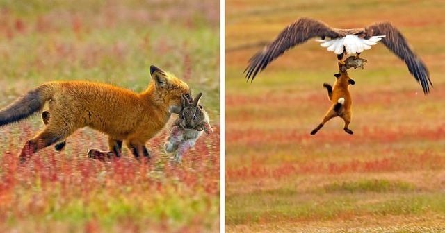 Eagle Carries Fox Cub Out of Yard – What Neighbors Discovered Shocked Everyone!