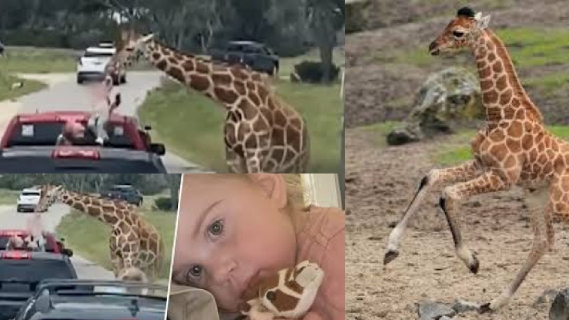 Giraffe lifts toddler out of a pickup truck at Texas wildlife center