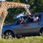 Giraffe lifts toddler out of a pickup truck at Texas wildlife center ➤ Buzzday.info