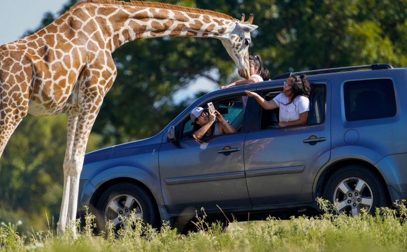 Giraffe lifts toddler out of a pickup truck at Texas wildlife center ➤ Buzzday.info