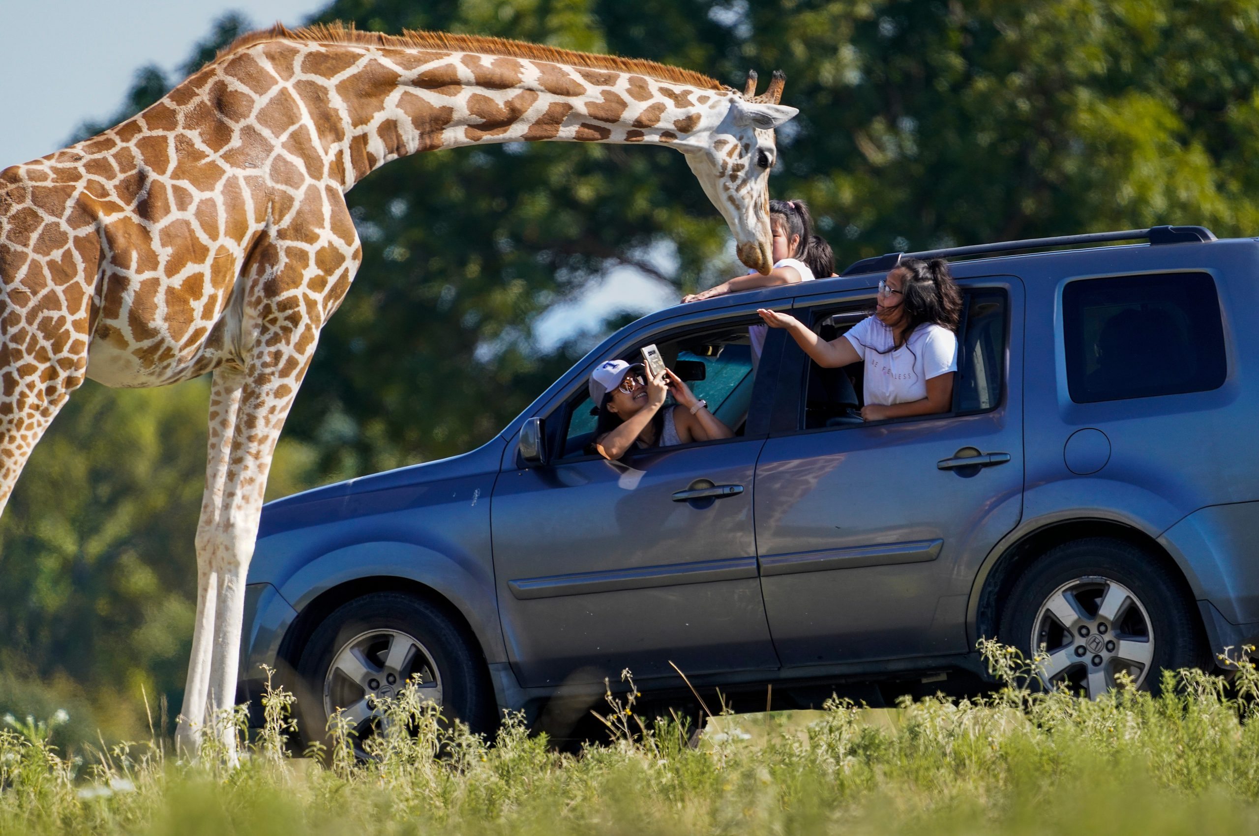 Giraffe lifts toddler out of a pickup truck at Texas wildlife center ➤ Buzzday.info