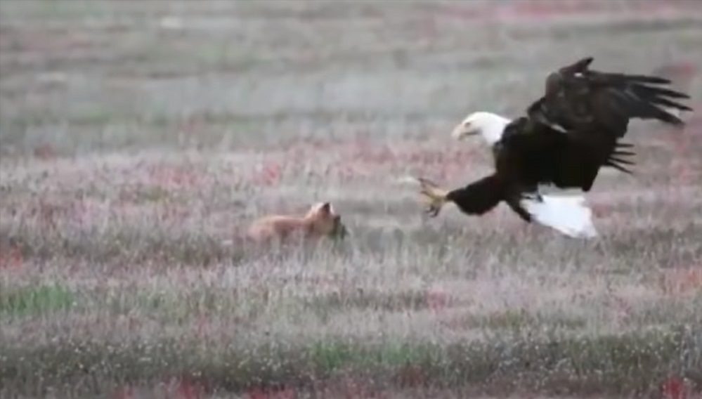 An eagle carried a rabbit out of the yard – what neighbors found shocked everyone!