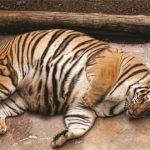 Fat Tiger Shocks Vet When He Sees What’s Truly Inside It ➤ Buzzday.info