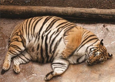 Fat Tiger Shocks Vet When He Sees What’s Truly Inside It ➤ Buzzday.info