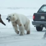 Ursul Polar se Apropie de Pescari – Urmăriți ➤ Buzzday.info