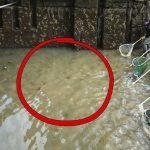 When the famous Parisian Canal Saint-Martin was drained, the world learned the amazing secrets hidden beneath the water ➤ Buzzday.info