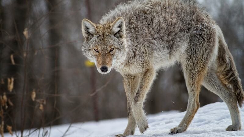 Coyote Snatches Puppy From Yard – Watch What Happened