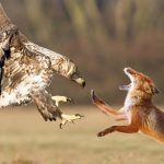 Eagle Carries Fox Cub Out of Yard – What Neighbors Discovered Shocked Everyone! ➤ Buzzday.info