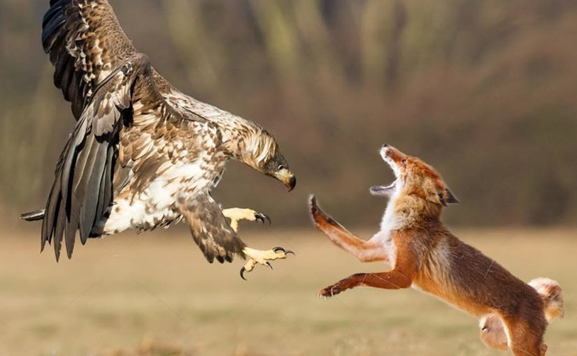 Eagle Carries Fox Cub Out of Yard – What Neighbors Discovered Shocked Everyone! ➤ Buzzday.info