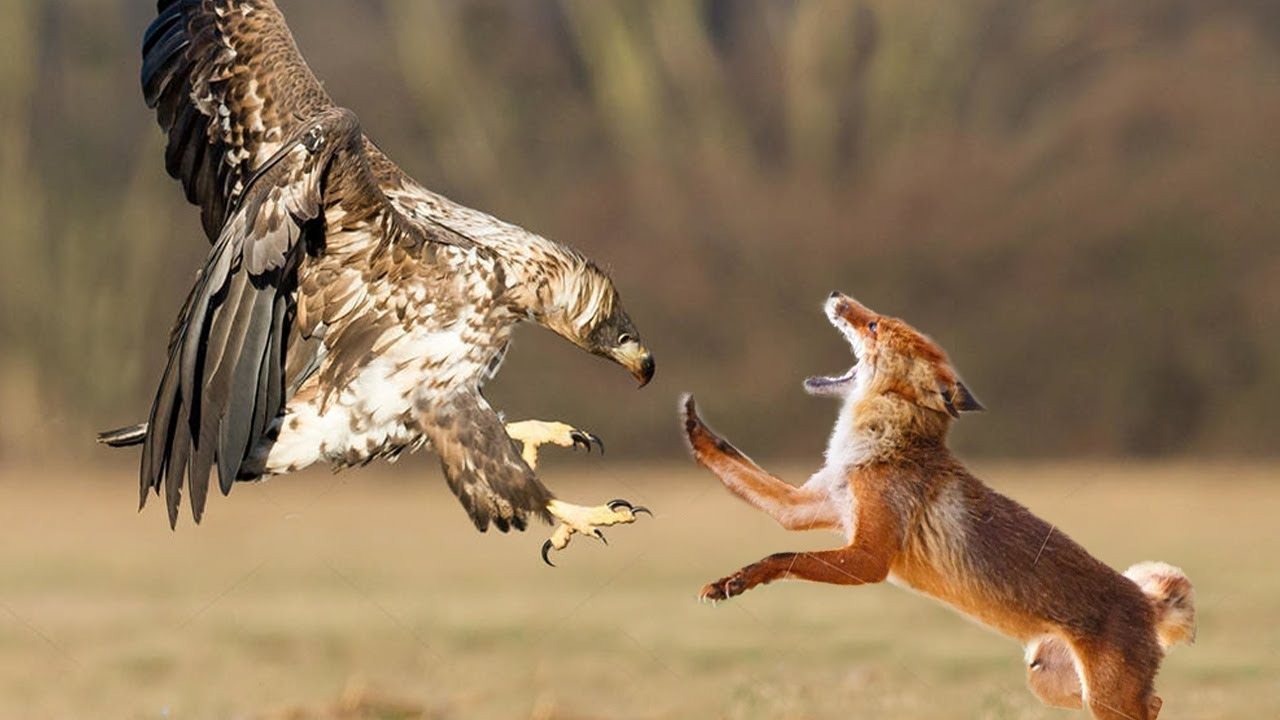 Eagle Carries Fox Cub Out of Yard – What Neighbors Discovered Shocked Everyone! ➤ Buzzday.info