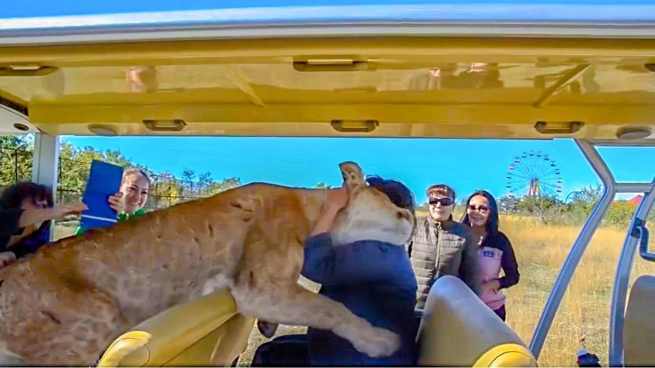 A crying lioness begs a tourist to follow her