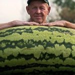 Jeden pán si koupil meloun o hmotnosti 130 kilogramů. Když ho rozkrojil, byl ohromen tím, co uvnitř objevil ➤ Buzzday.info
