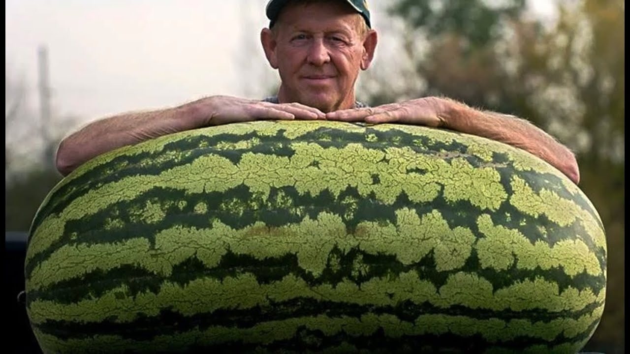 Jeden pán si koupil meloun o hmotnosti 130 kilogramů. Když ho rozkrojil, byl ohromen tím, co uvnitř objevil ➤ Buzzday.info