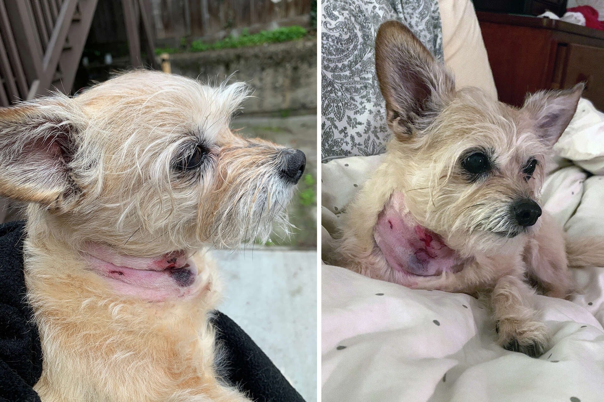Coyote Snatches Puppy From Yard – Watch What Happened
